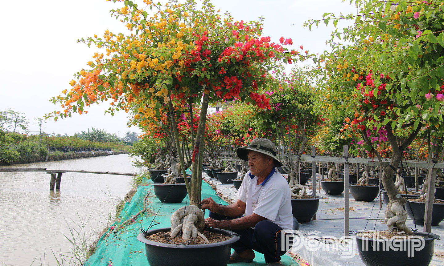 Nông dân Làng nghề hoa giấy xã Tân Dương chăm sóc hoa giấy phục vụ thị trường.	