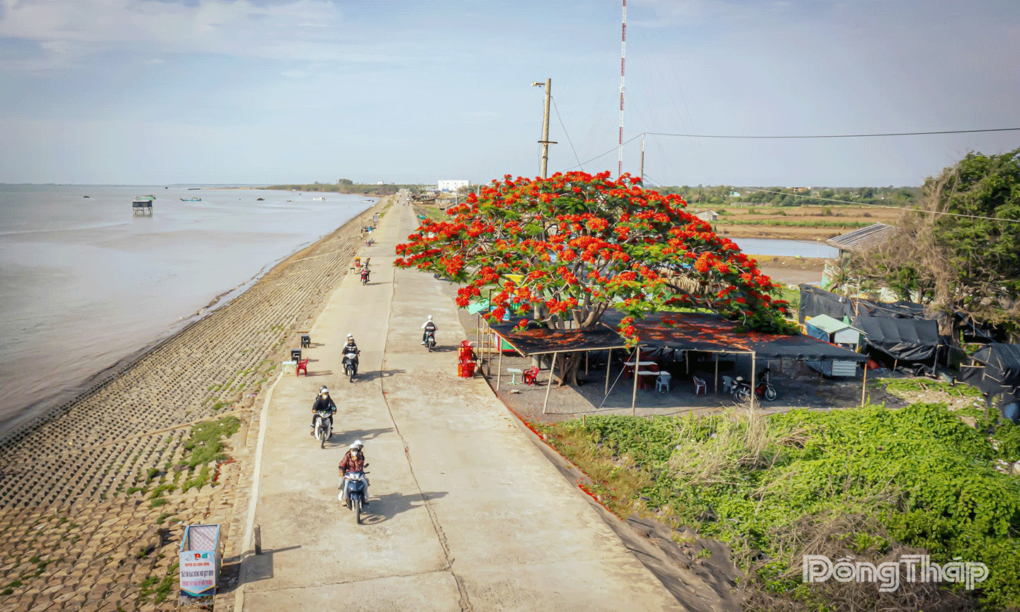 Đê biển Gò Công hôm nay không chỉ là pháo đài vững chắc ngăn nước biển dâng tràn phục vụ sản xuất cho người dân mà còn là tuyến đường giao thông trọng điểm của xã.