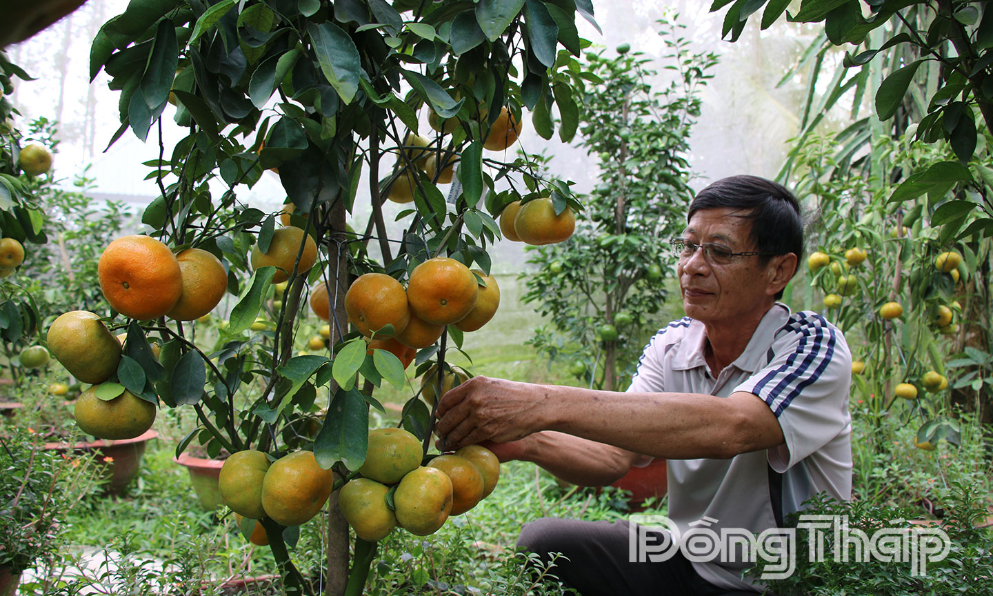 Hơn 10 năm qua, mô hình trồng quýt hồng lên chậu của ông Hà Thanh Hồng ngụ xã Phong Hòa góp phần giới thiệu hình ảnh đặc sản thế mạnh địa phương, mang lại hiệu quả kinh tế cao.