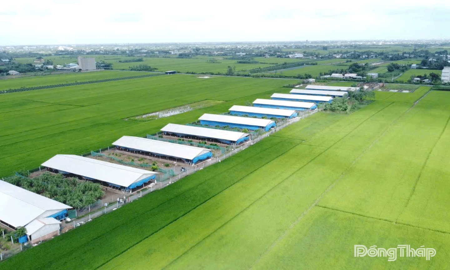 “Chăn nuôi trang trại phát triển, thúc đẩy kinh tế hộ dân ở xã Tân Điền.”