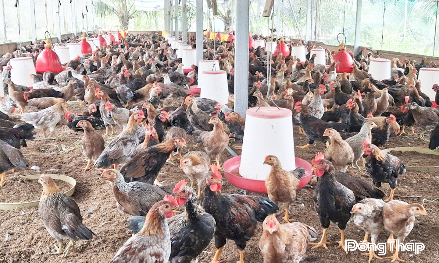 Mô hình Đệm lót sinh thái đang được ứng dụng rộng rãi tại địa phương trong chăn nuôi gia cầm và nuôi heo. 