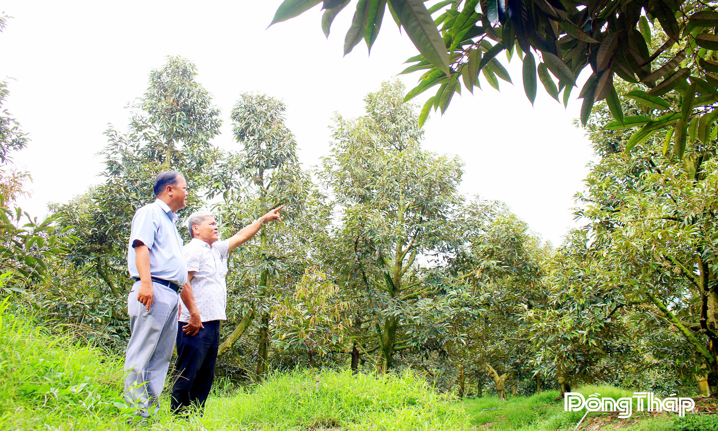 Chủ tịch Hội Nông dân phường Cai Lậy Võ Ái Nhân và ông Nguyễn Văn Hùng tham quan vườn sầu riêng xử lý ra hoa nghịch mùa.