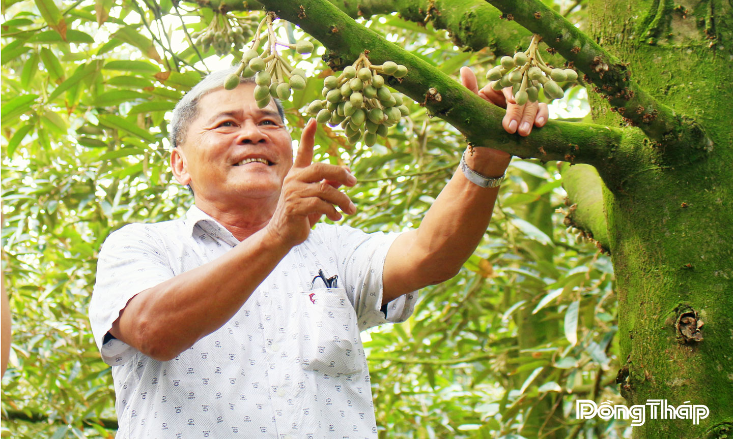 Ông Nguyễn Văn Hùng bên vườn sầu riêng xử lý ra hoa nghịch mùa.
