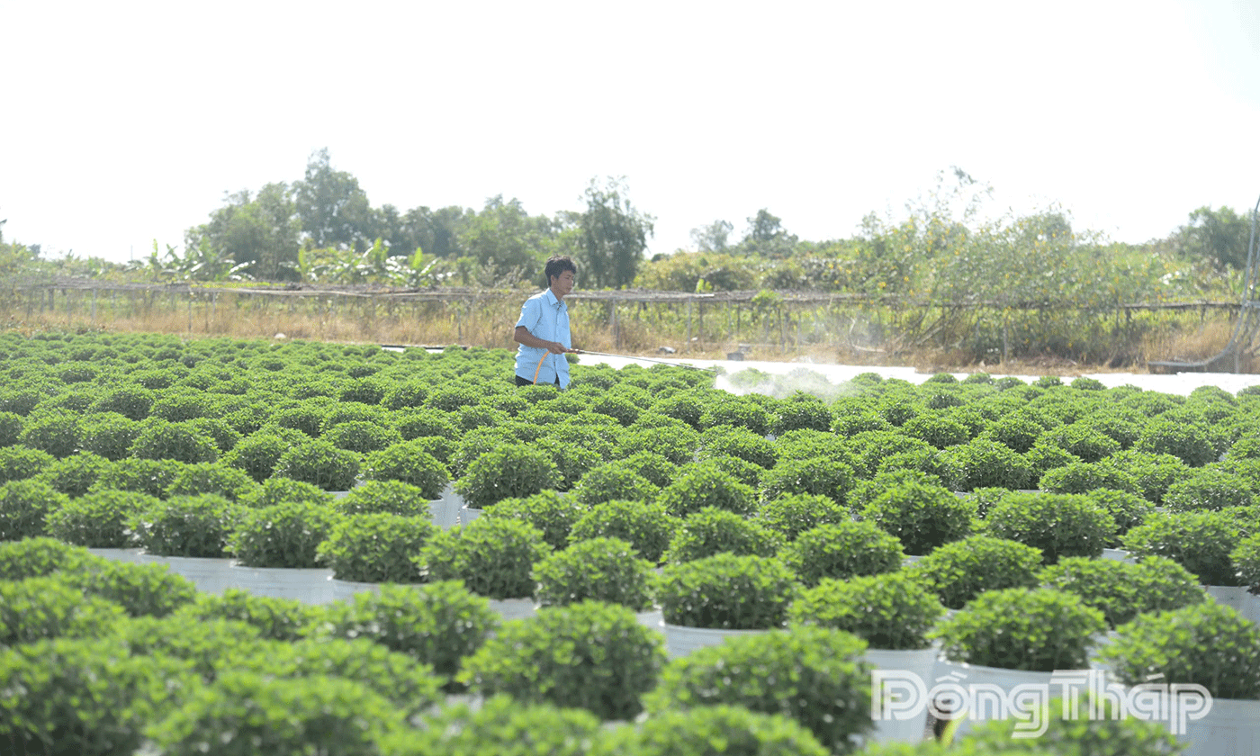 Tổ hợp tác hoa kiểng Tân An đã xuống giống 30.000 chậu cúc mâm xôi khoảng 1,5 để phụ vụ Festival. 
