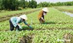 Xã Tân Phú Trung: Xây dựng nền nông nghiệp phát triển bền vững