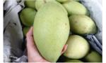 Giá xoài cát Hòa Lộc tăng mạnh