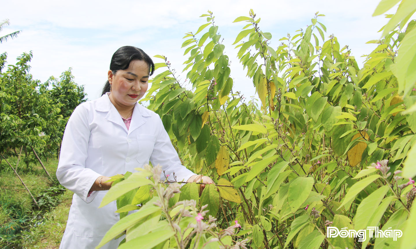 Xã Lai Vung, Phát triển sản phẩm OCOP, khởi nghiệp trên thế mạnh và tiềm năng của địa phương.