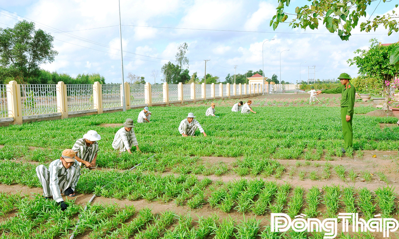 Hoạt động lao động cải tạo tại trại giam từng bước thay đổi hành vi, nhân cách, hình thành thói quen lao động cho PN
