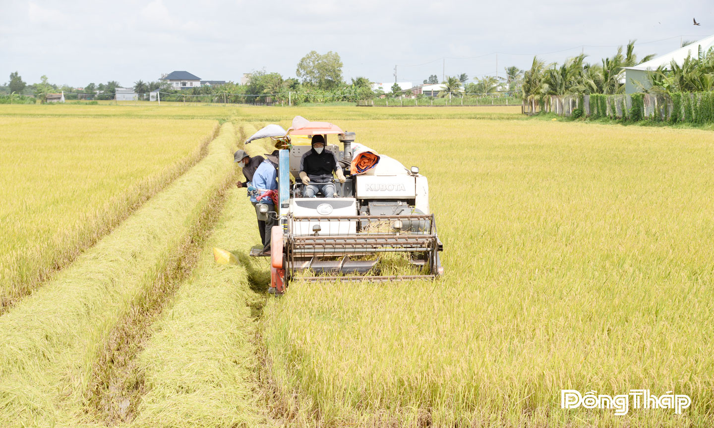 Nông dân xã Tân Hòa thu hoạch lúa hè thu.