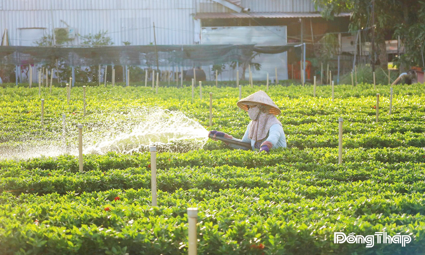 Nhà vườn phường Sa Đéc, tỉnh Đồng Tháp chăm sóc hoa, kiểng phục vụ Tết Nguyên đán Bính Ngọ năm 2026. Ảnh: P.Thuận