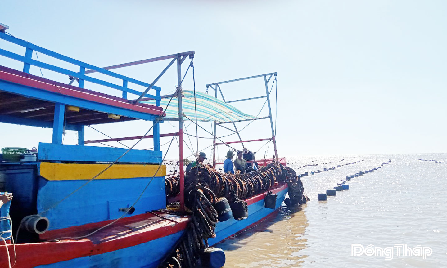 Ngư dân thu hoạch và vệ sinh dây hàu, chuẩn bị cho vụ mới. ẢNH: Quốc Toàn