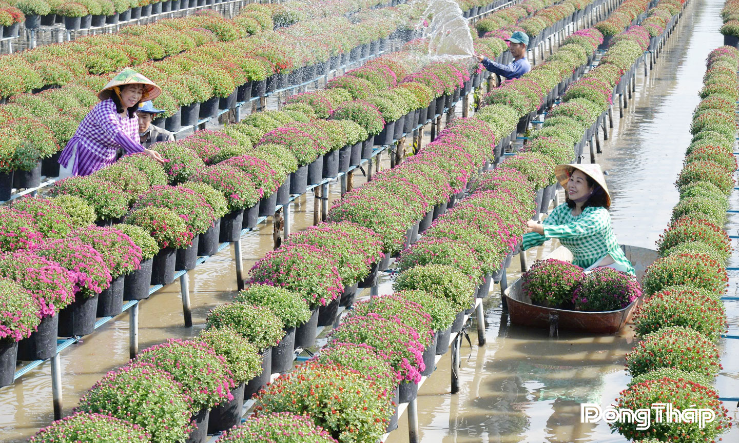 Cúc mâm xôi Hàn Quốc, một trong những giống hoa mới được ưa chuộng trong những năm gần đây.