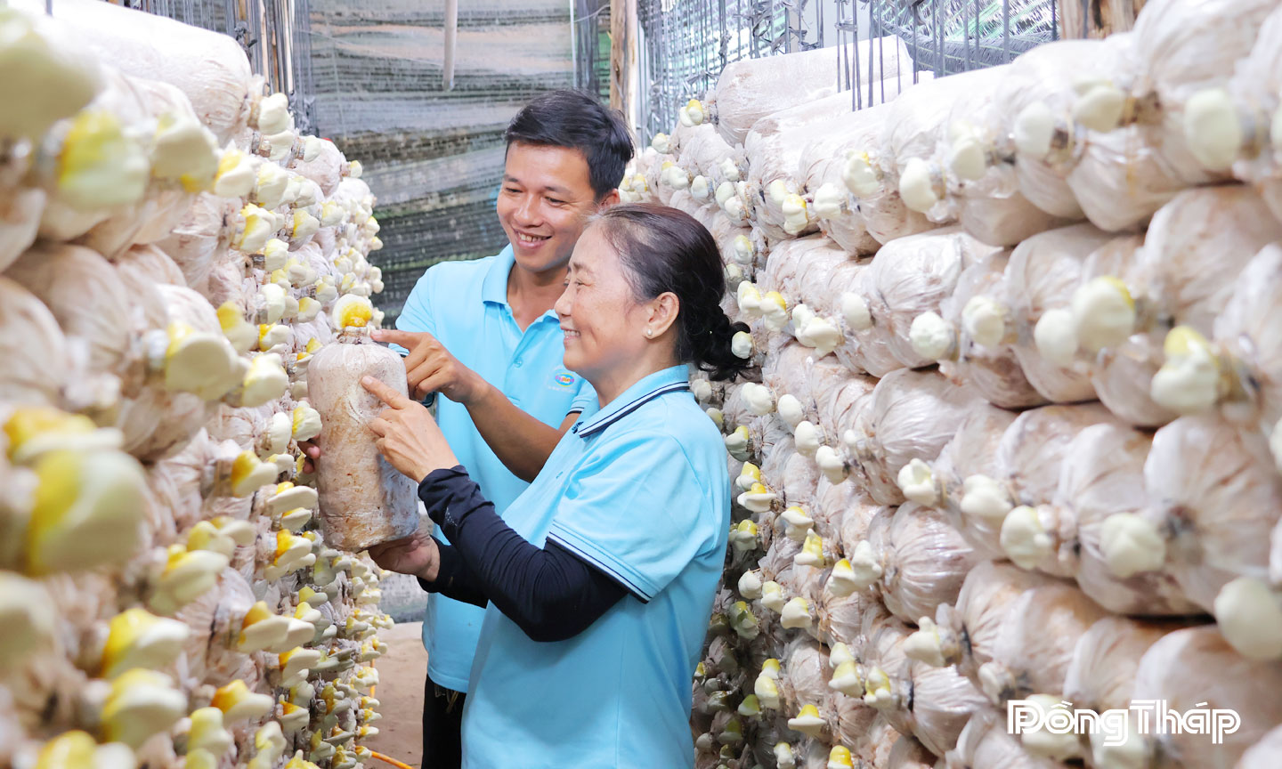 Trung tâm Nghiên cứu Ứng dụng và Dịch vụ khoa học và công nghệ  tỉnh Đồng Tháp là đơn vị cung cấp nấm ăn và nấm dược liệu chất lượng, được nhiều khách hàng trong và ngoài tỉnh ưa chuộng.