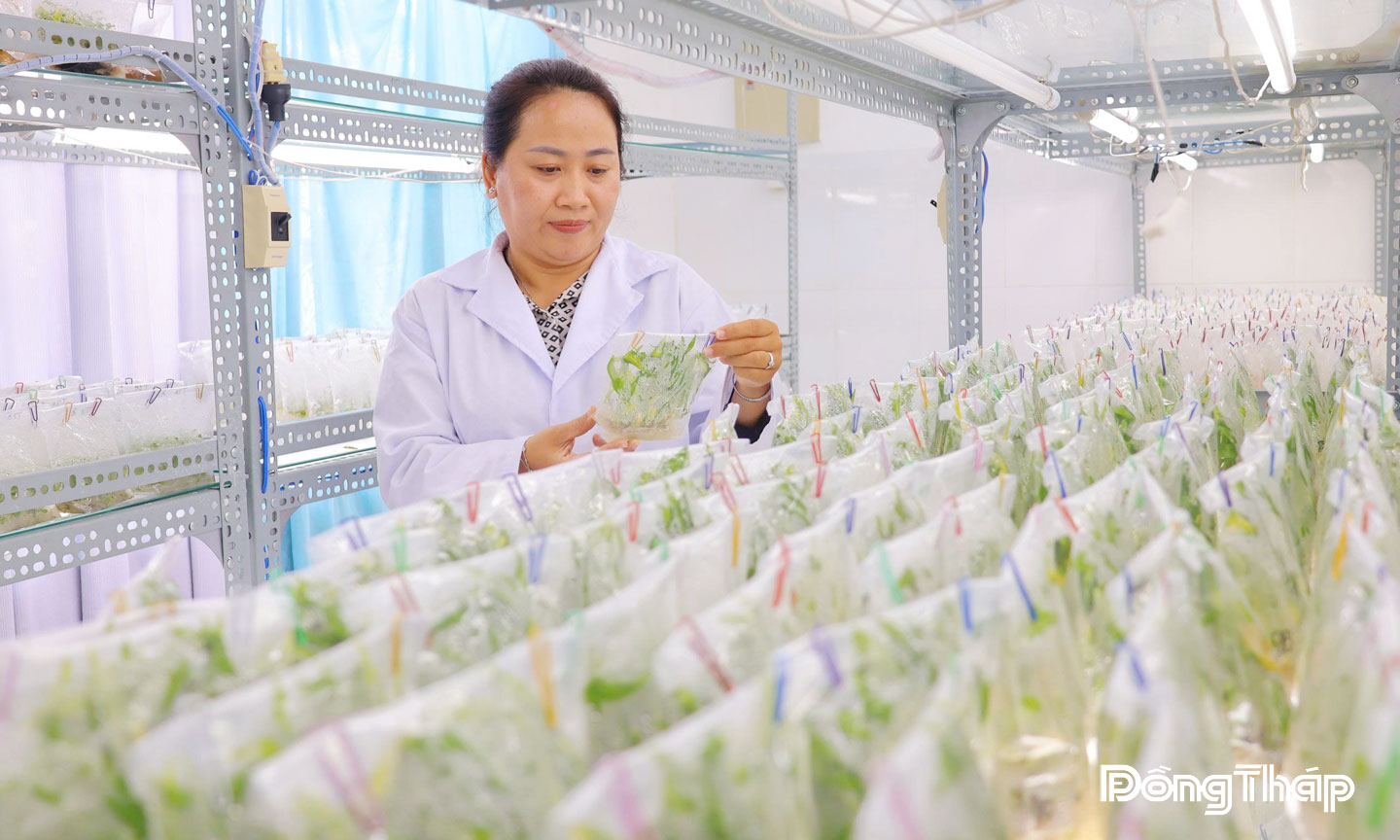 Trung tâm Nghiên cứu Ứng dụng và Dịch vụ khoa học và công nghệ tỉnh Đồng Tháp, địa chỉ tin cậy cung cấp nhiều giống hoa, kiểng mới lạ, chất lượng cao cho nông dân Làng hoa Sa Đéc và các địa bàn lân cận.