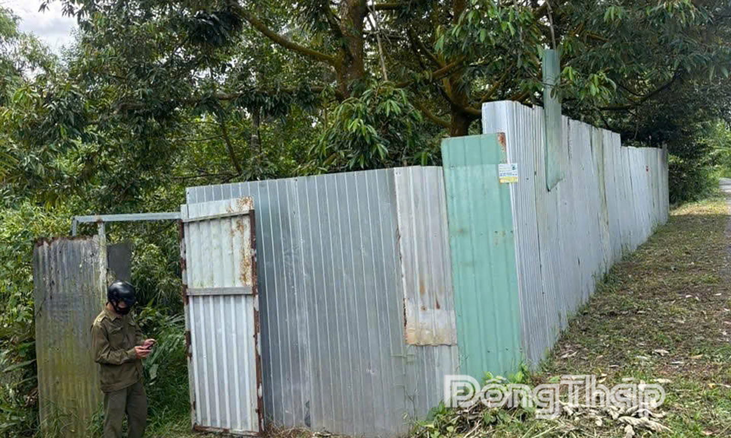 Vườn sầu riêng nơi tử thi tử vong.
