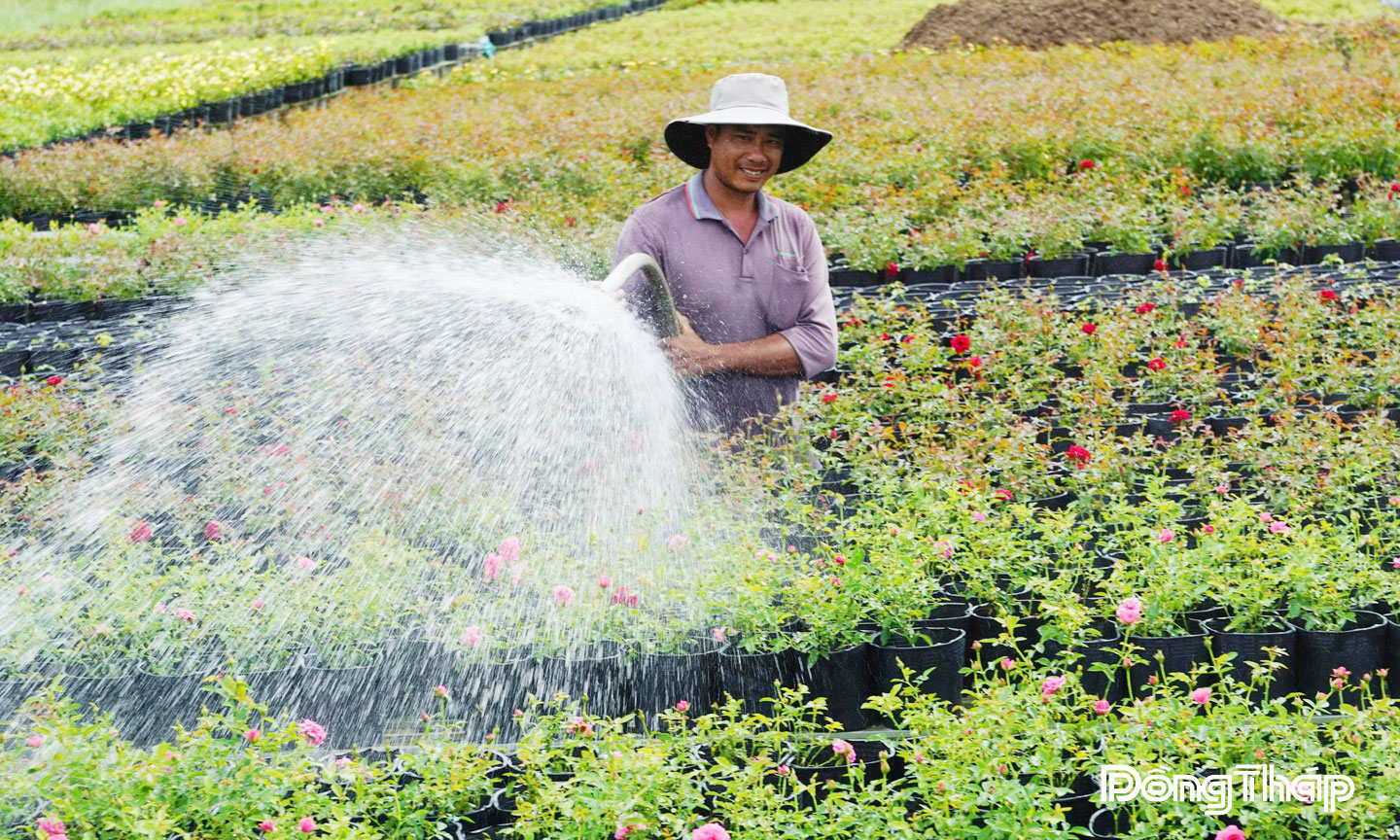  Nông dân chăm sóc hoa, kiểng Tết.