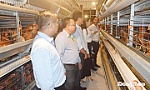 Xây dựng chuỗi liên kết trong chăn nuôi gà