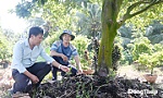 Mô hình trồng mai vàng ở xã Bình Ninh: Thỏa đam mê - phát triển kinh tế