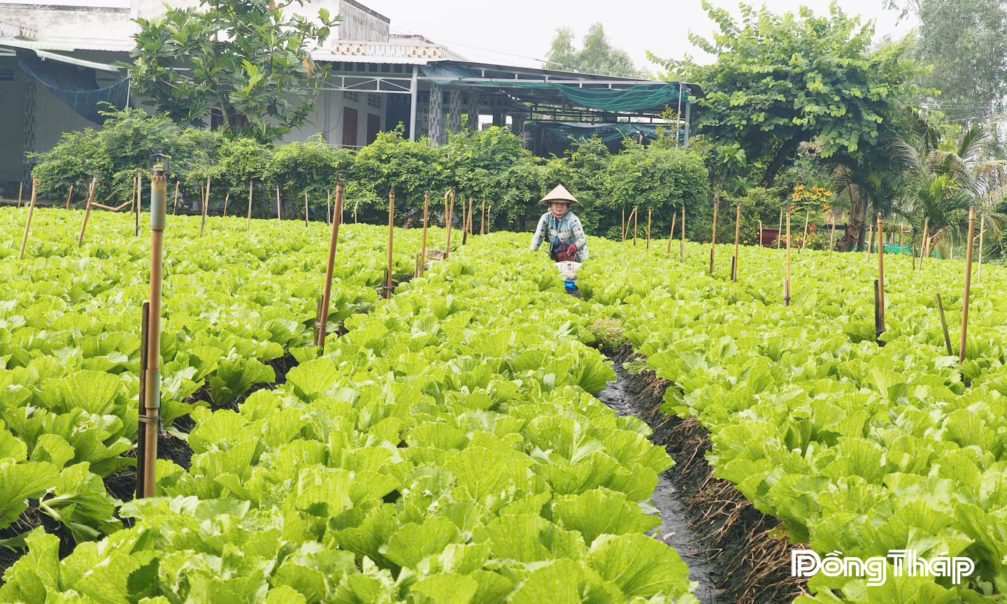 Nông dân phường Sơn Qui có thu nhập ổn định từ  mô hình trồng rau an toàn.