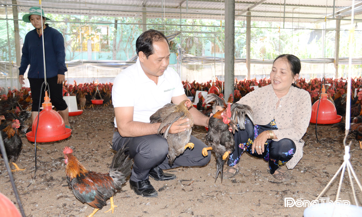 Chị Lệ sử dụng men thảo dược trong chăn nuôi gà để giảm giá thành,  nâng cao chất lượng sản phẩm.