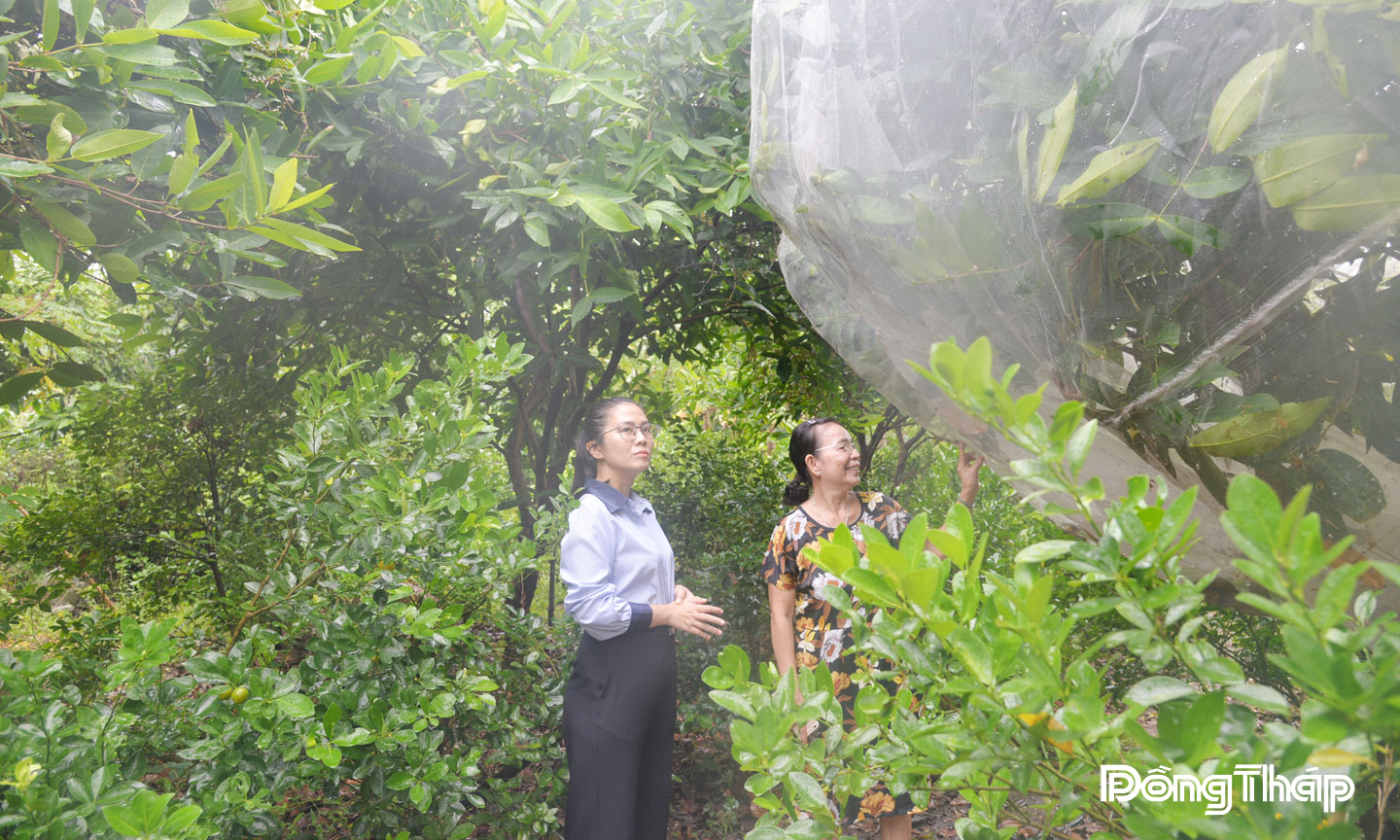 Gia đình cô Phương Mai canh tác mận Hòa An theo hướng an toàn sinh học và áp dụng kỹ thuật che mùng, giúp hạn chế sâu đục trái, giảm mạnh chi phí và tăng năng suất tự nhiên.