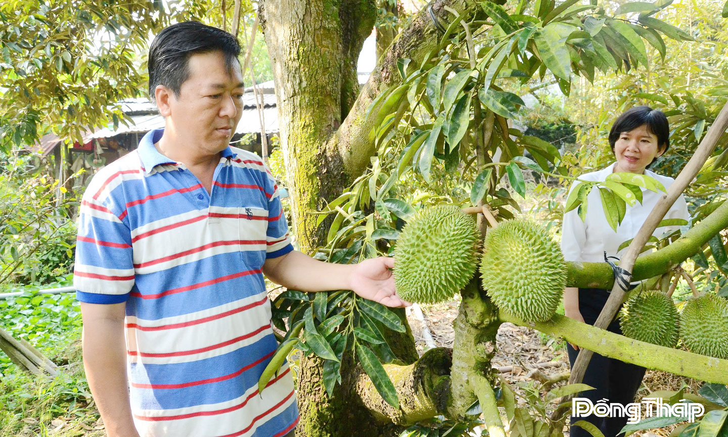 Sầu riêng là cây trồng chủ lực mang lại giá trị kinh tế cao cho người dân Ngũ Hiệp.                Ảnh: M. THÀNH