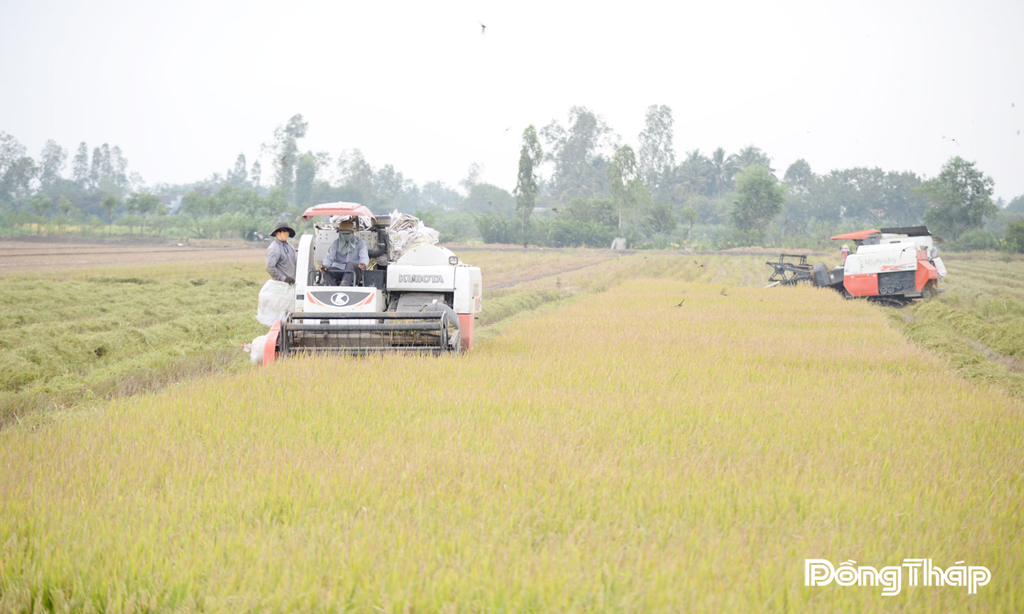 Xã Long Bình mở rộng diện tích lúa chất lượng cao.