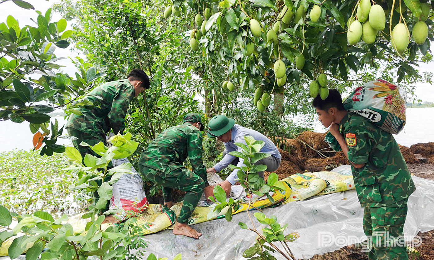 Cán bộ, chiến sĩ Đồn Biên phòng Thông Bình gia cố đê bao bảo vệ vườn cây ăn trái của nhân dân. 