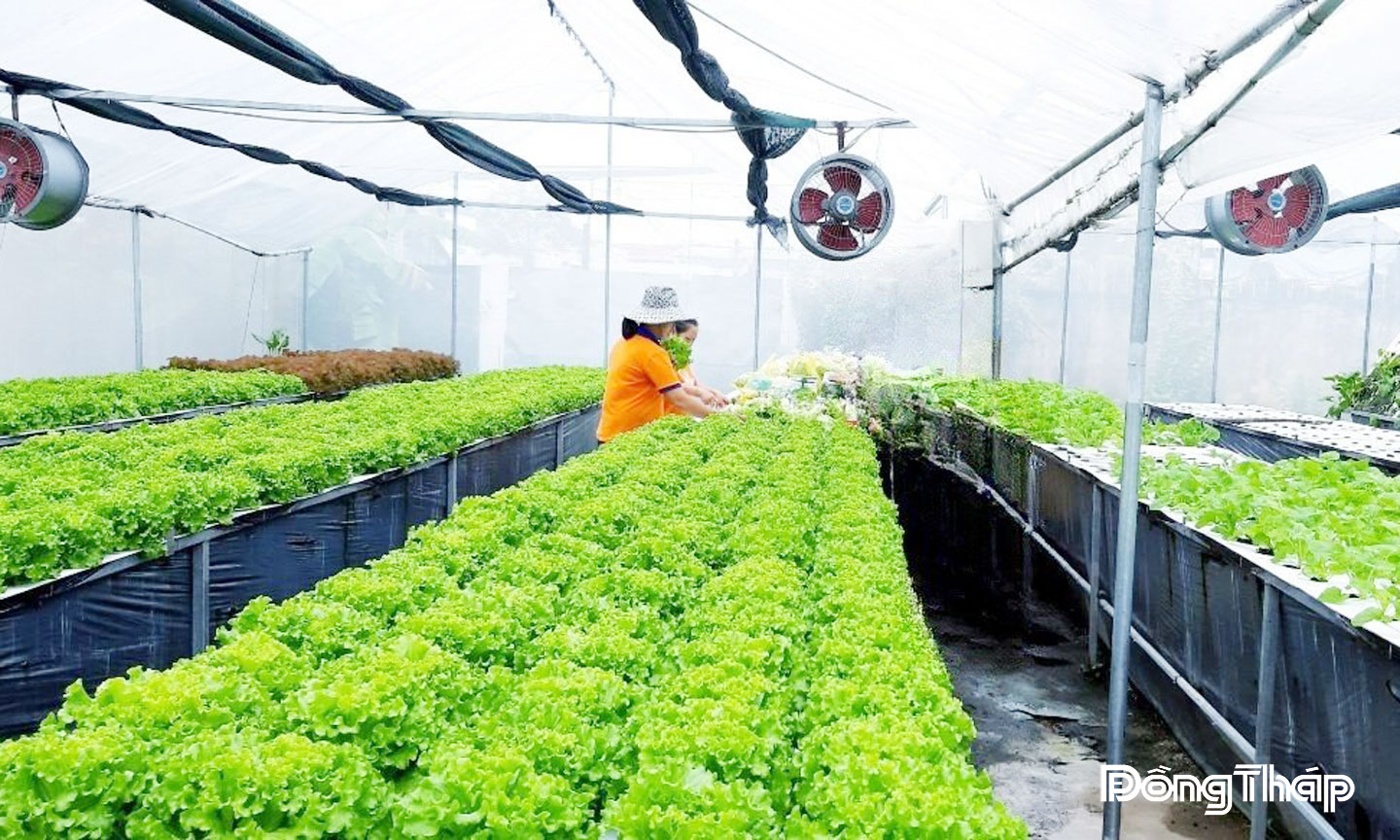 Hệ thống trồng rau bằng phương pháp khí canh mặt ngang giúp nâng cao năng suất và hiệu quả kinh tế.