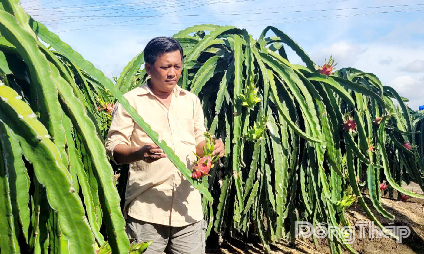 Giá thanh long bấp bênh khiến nông dân gặp nhiều khó khăn.