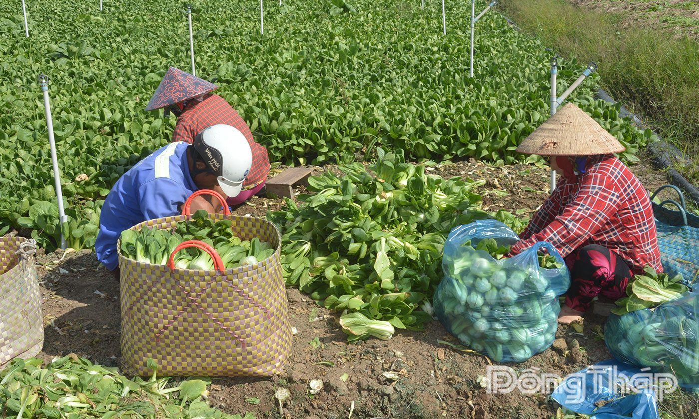 Giá rau màu đã hạ nhiệt, nhưng vẫn nằm ở mức khá cao.