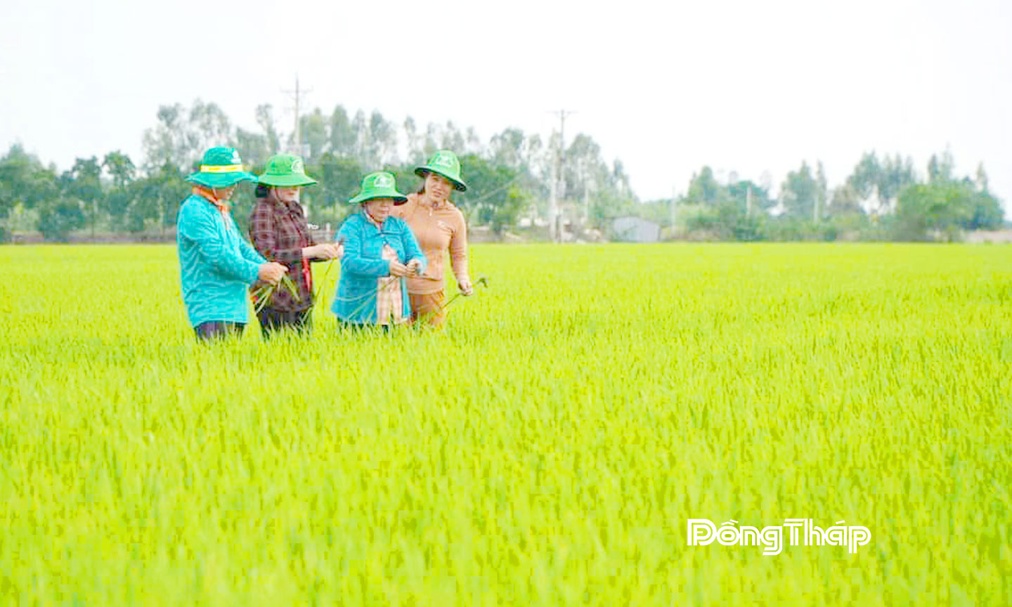Xã Trường Xuân định hướng phát triển kinh tế nông nghiệp theo hướng hiện đại, đẩy mạnh hợp tác, liên kết.