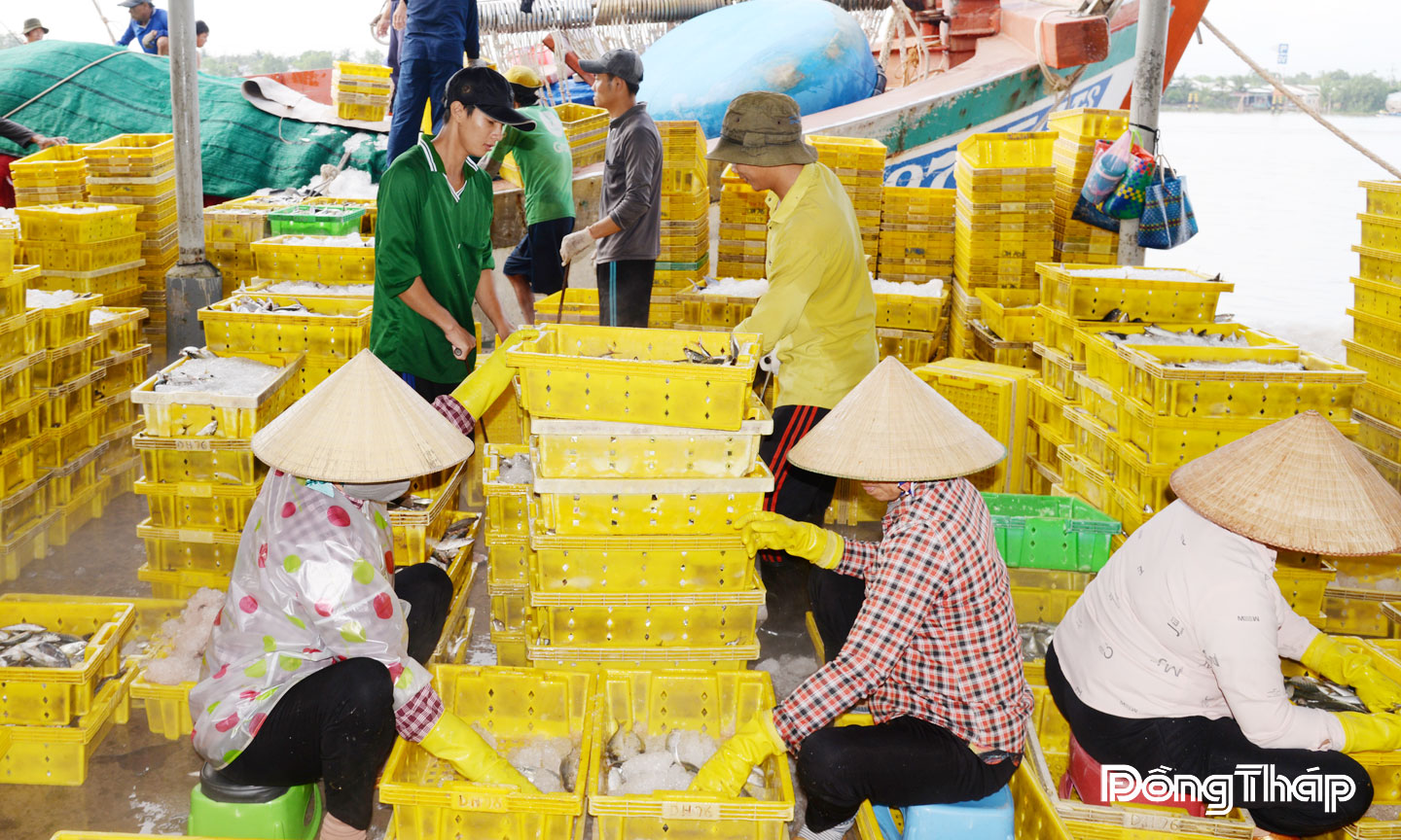 Đồng Tháp quyết tâm cùng cả nước gỡ "thẻ vàng" IUU Hải sản khi về Cảng cá Mỹ Tho được kiểm tra chặt chẽ nguồn gốc.