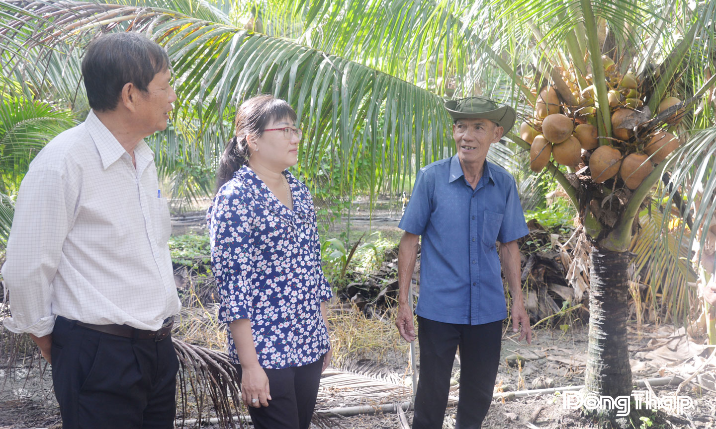 Chú Nguyễn Văn Út (khu phố Bình Phong) là một trong những nông dân tiên phong và thành công với mô hình  trồng dừa hữu cơ.