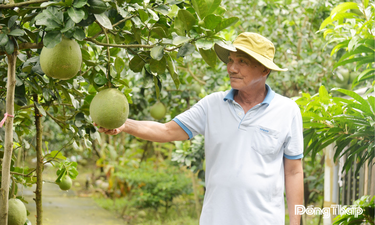 Ông Nguyễn Văn Đào (ở khu phố Bình Lợi) chăm sóc vườn bưởi hơn 1 ha theo hướng hữu cơ.
