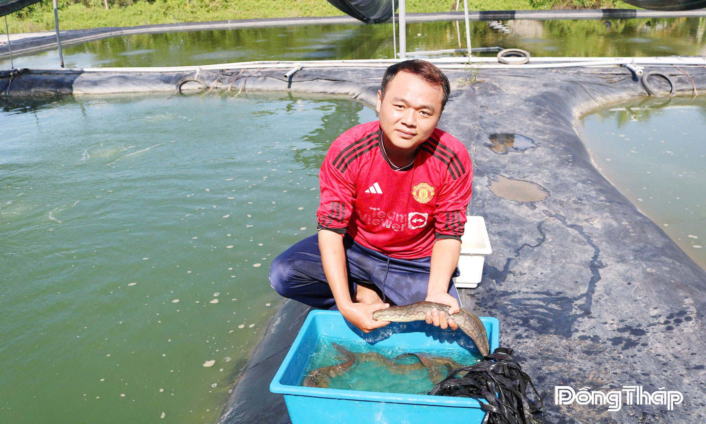 Dược sĩ trẻ bỏ phố về quê nuôi "sâm nước" sạch Anh Võ Lê Hoàng Tuấn bên ao nuôi cá chạch lấu.
