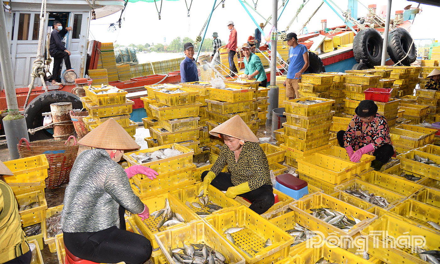 Cảng cá Mỹ Tho vào mùa Các phương tiện cập Cảng cá Mỹ Tho để bốc dỡ hải sản.