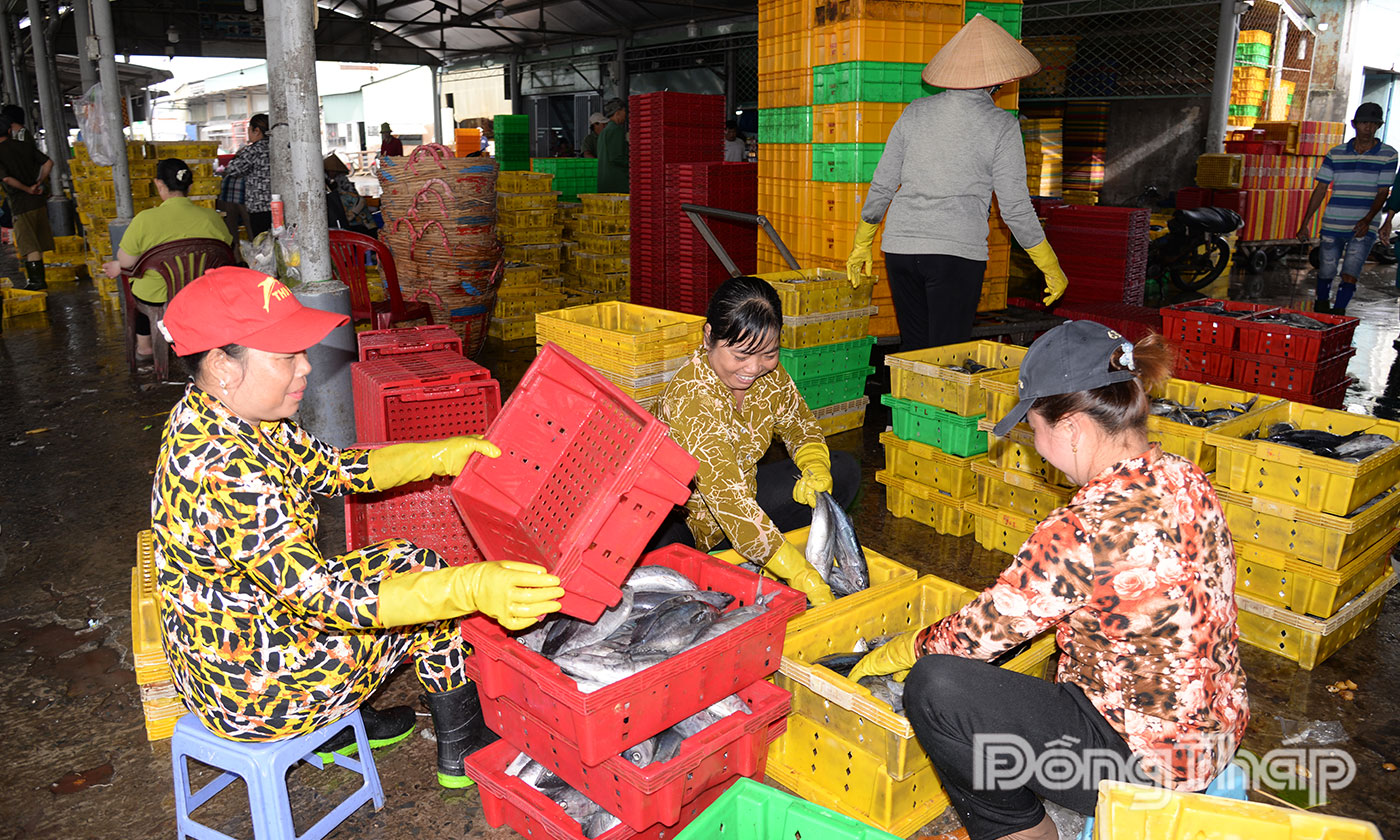 Cảng cá Mỹ Tho vào mùa Các đầu nậu thu mua cá để vận chuyển đến các chợ trong và ngoài tỉnh tiêu thụ.