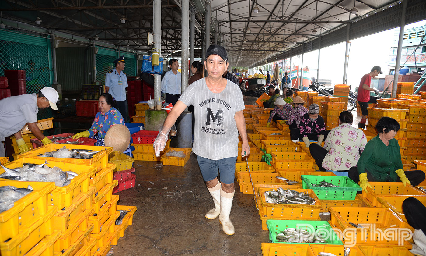 Cảng cá Mỹ Tho vào mùa Chợ cá góp phần giải quyết việc làm cho lao động tại địa phương.