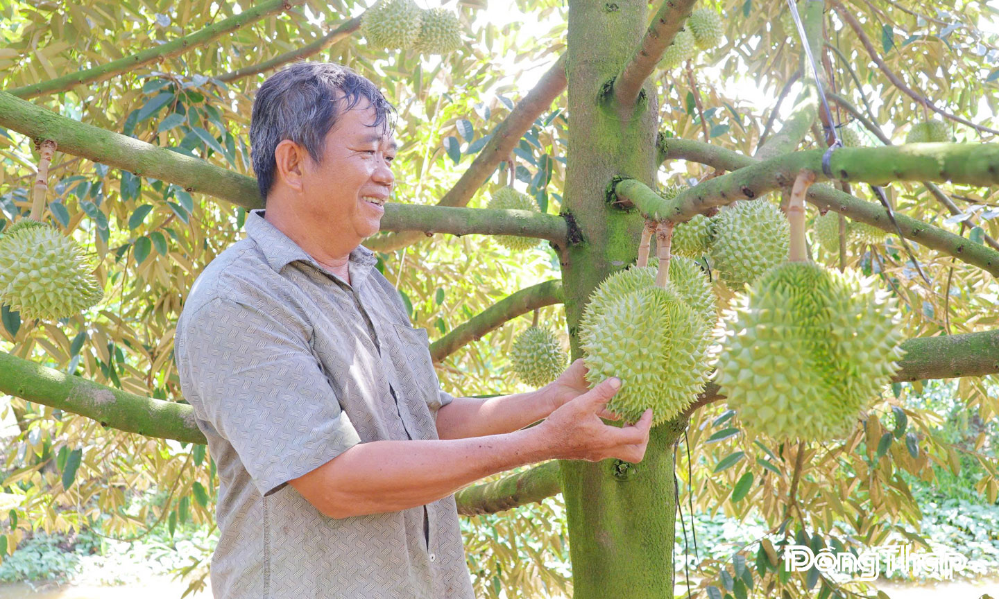 Nhiều vùng chuyên canh cây ăn trái của xã Mỹ Hiệp hướng đến sản xuất an toàn và được cấp mã số vùng trồng giúp nông dân thuận lợi trong tiêu thụ và liên kết với doanh nghiệp.