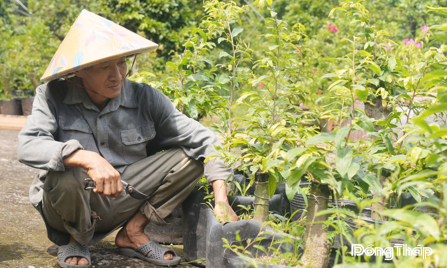 Anh Nguyễn Văn Thanh Nhân (ấp Tân Hòa, xã Bình Ninh) chăm sóc mai phôi chuẩn bị thị trường Tết Nguyên đán.