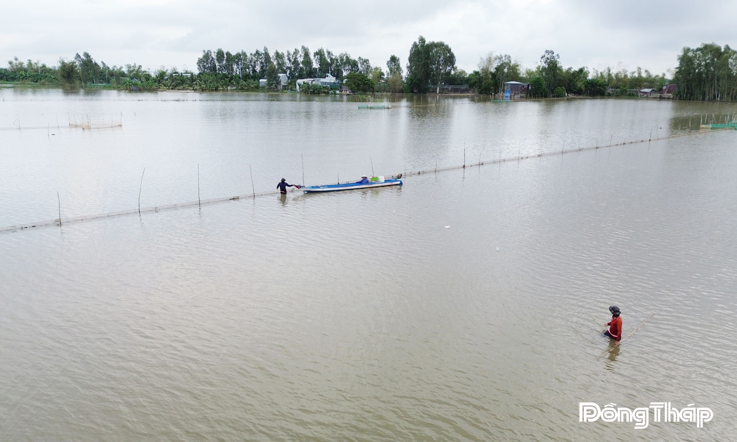 Cánh đồng mùa nước nổi nuôi trữ cá của người dân ở ấp Giồng Bàng,  xã Thường Phước.