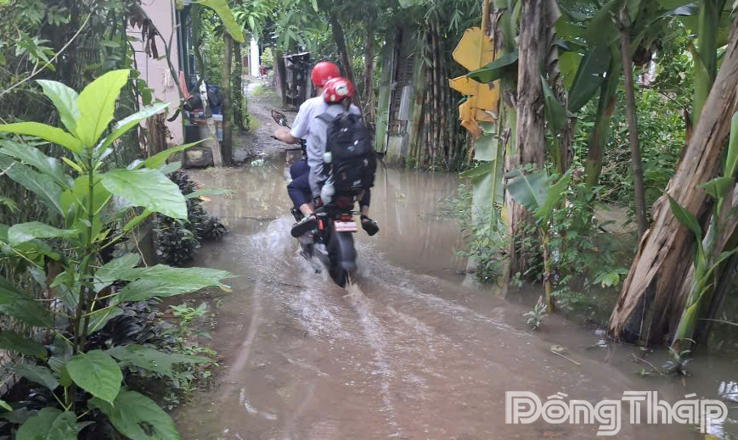 Các khu vực bị ngập nước khiến nhiều học sinh tại phường Cao Lãnh đi học khó khăn.