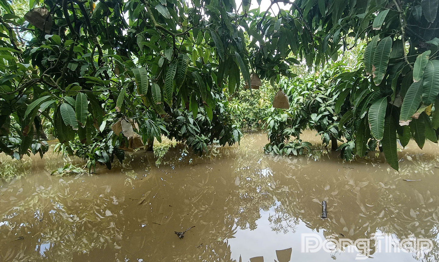 Một số vườn xoài tại phường Cao Lãnh cũng bị ảnh hưởng do triều cường.