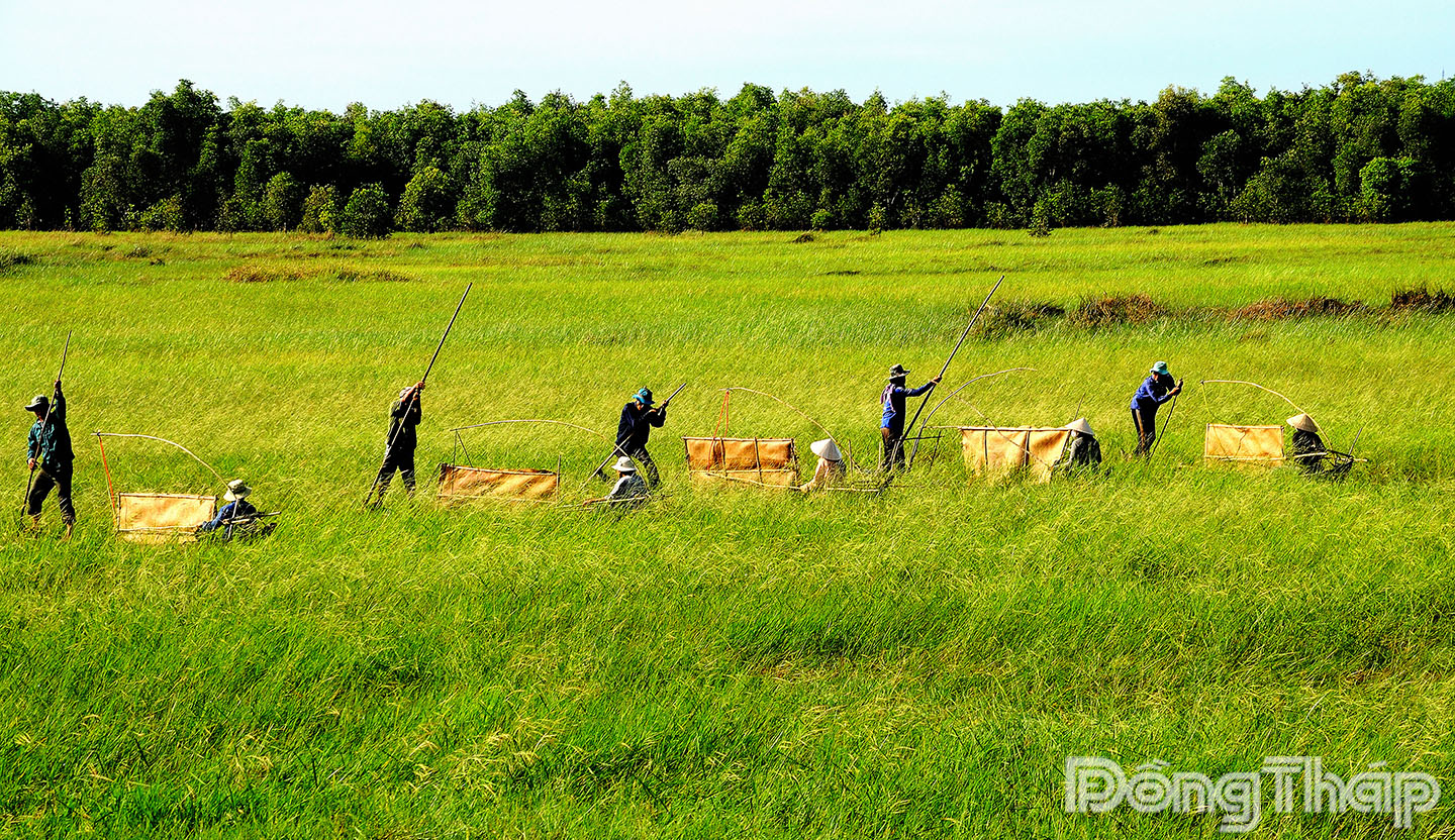 Đập lúa trời. (Ảnh: THANH PHONG)