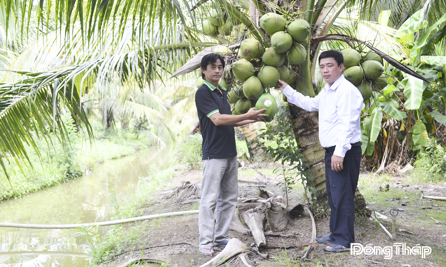 Mô hình trồng dừa sáp cấy phôi của gia đình anh Nguyễn Thanh Danh đang sinh trưởng tốt mang lại hiệu quả kinh tế khá cao.