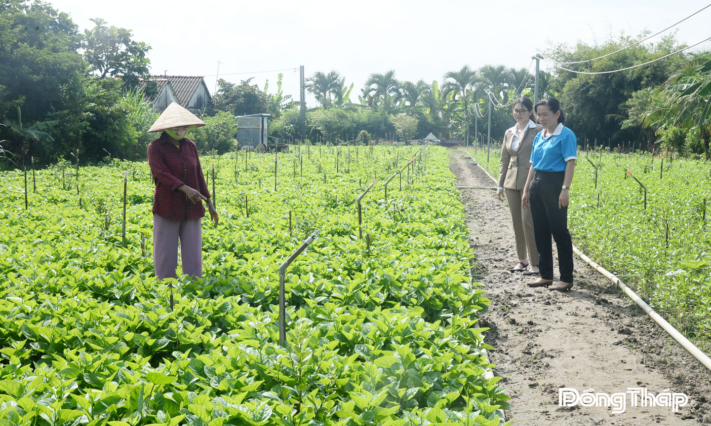 Chị Nguyễn Thái Phương (thứ 2 từ phải qua) kiểm tra mùa vụ trên những cánh đồng rau.