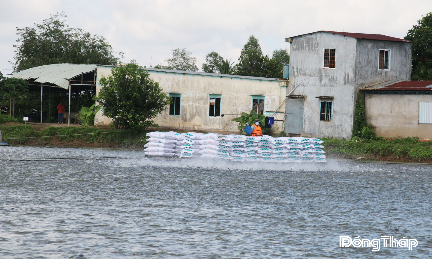 Thời gian qua, ngành hàng cá tra là 1 trong 4 ngành hàng chủ lực của xã Tân Khánh Trung. 