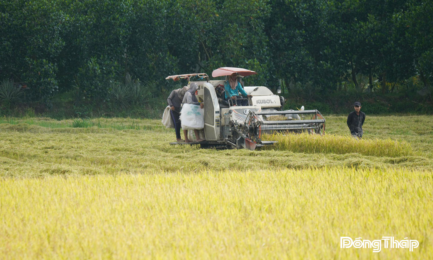 Tỉnh Đồng Tháp tập trung phát triển nông nghiệp theo hướng bền vững. Ảnh: NAM PHONG