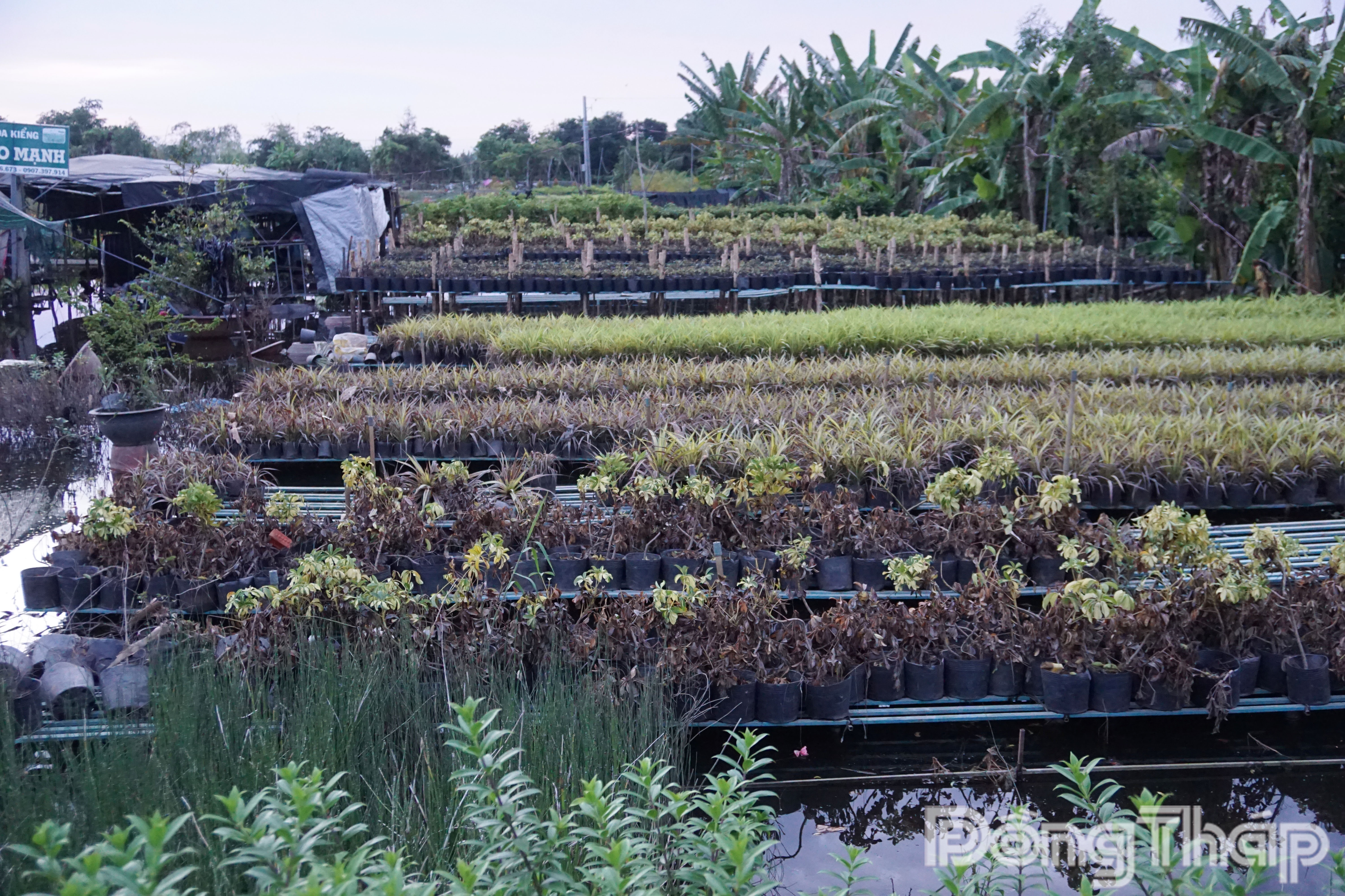 Hoa kiểng bị hư hại do mưa lớn và triều cường tại Sa Đéc